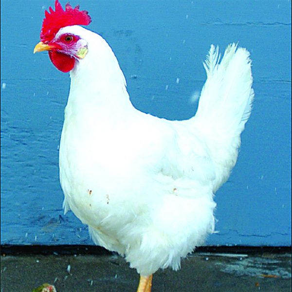 White Leghorn