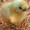White Silkie Bantam - Image 2