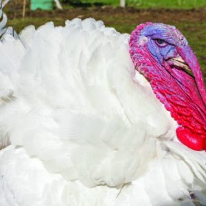 White Turkey