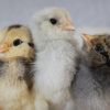 Ameraucana - Easter Egger - Image 2