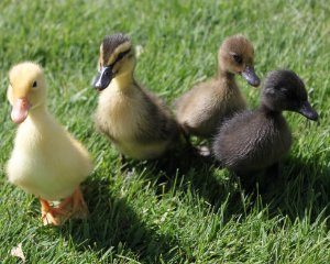 ASSORTED DUCKLINGS