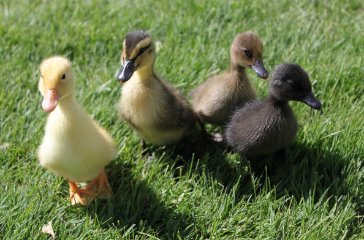 ASSORTED DUCKLINGS