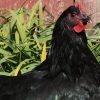 Black Australorp - Image 3