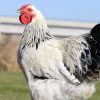 Columbian Wyandotte - Image 2