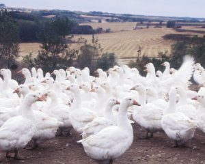 Geese EMBDEN FLOCK