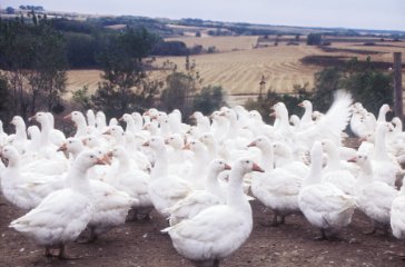 Geese EMBDEN FLOCK