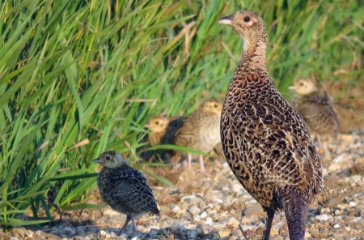Pheasant Hen and Chicks