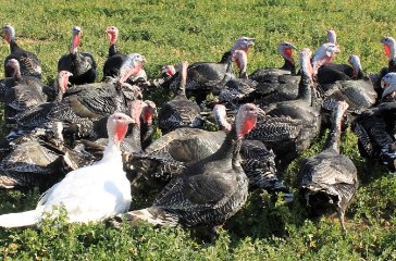 TURKEYS