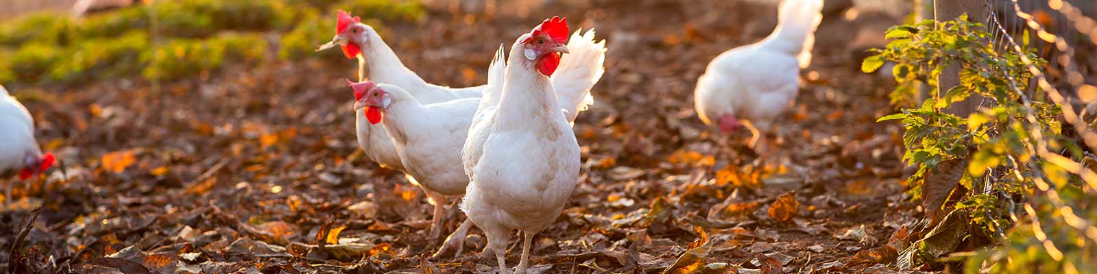 Broilers