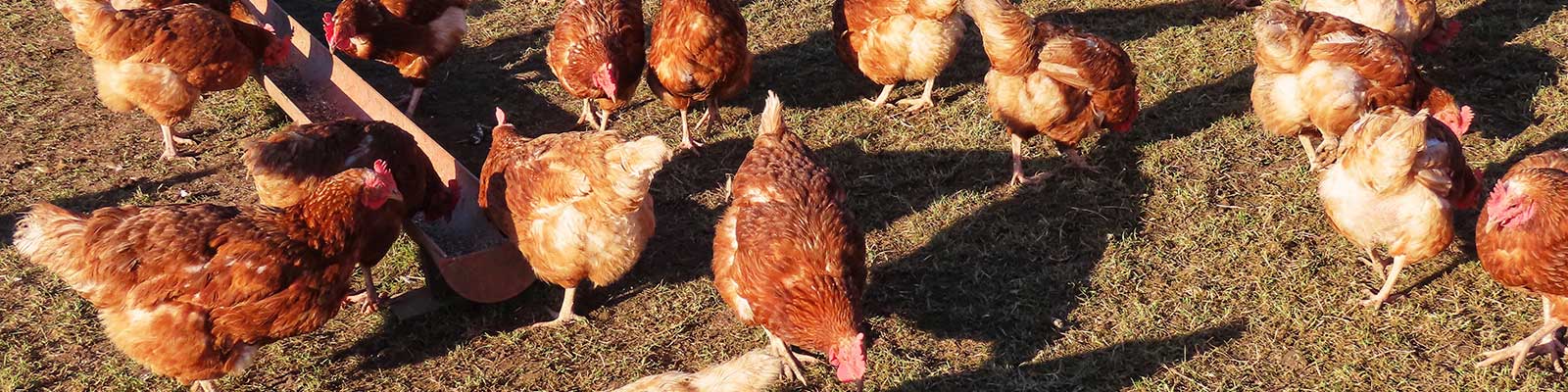 Poultry Treats