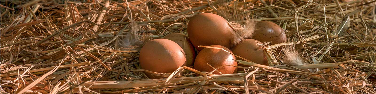 Nest Boxes