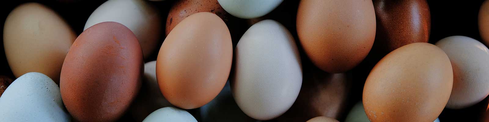 Hatch Eggs