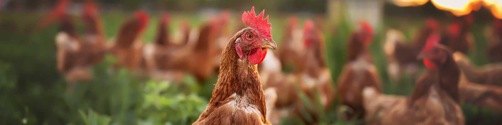 free ranged chickens