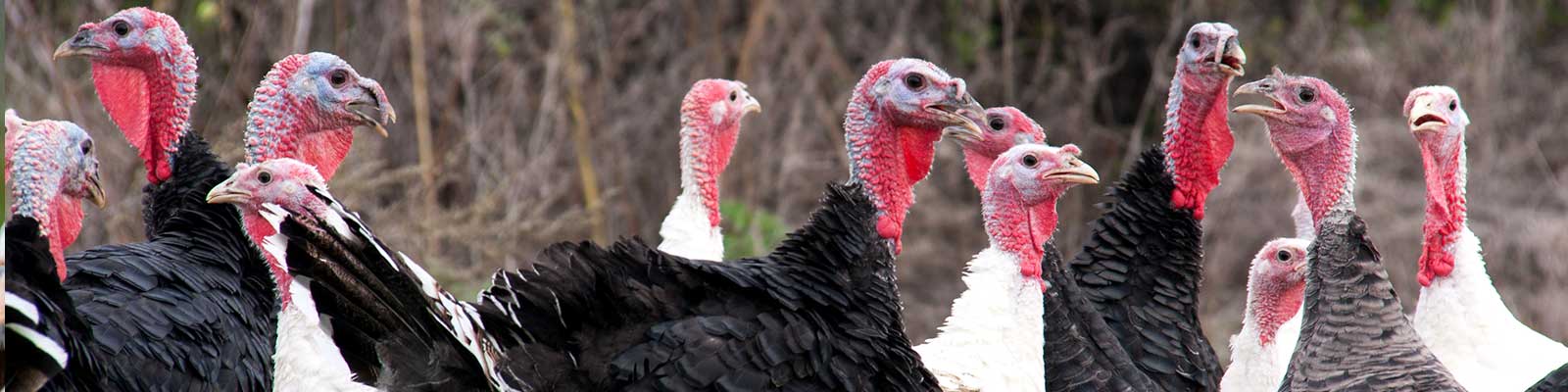 Turkeys