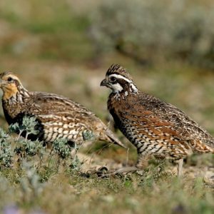 ADULT QUAIL