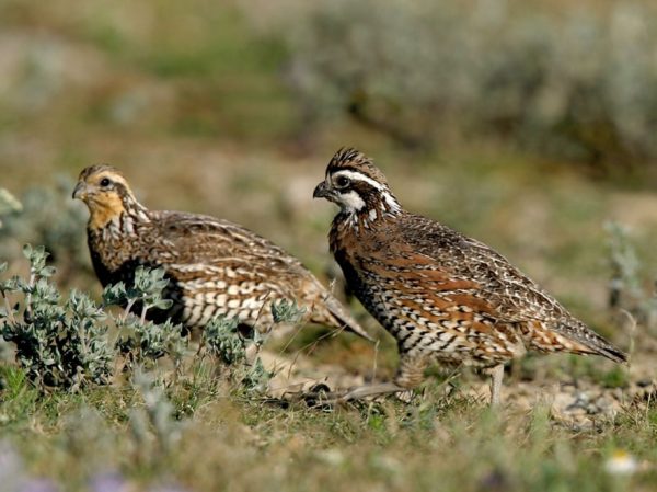 ADULT QUAIL