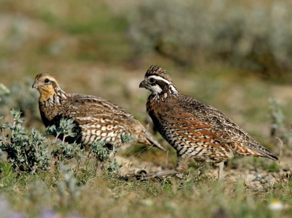 ADULT QUAIL