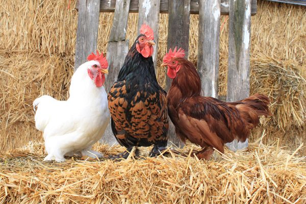 Assorted Bantams