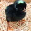 Barred Plymouth Rocks Chick