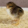 CHICK BROWN LEGHORN