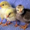 COLUMBIAN WYANDOTTE CHICKS