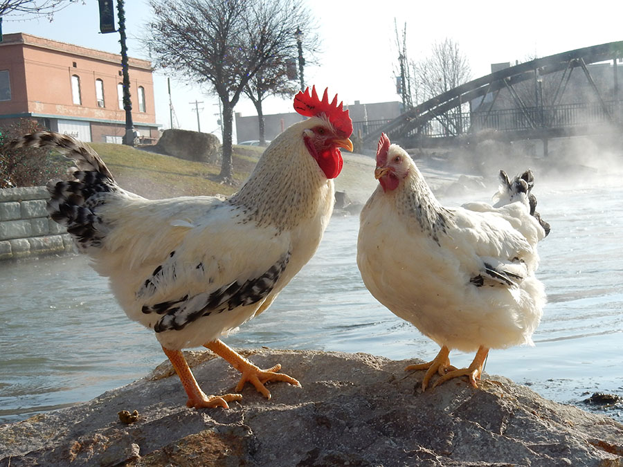 Delaware Rooster Vs Hen  