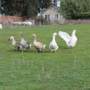 Mixed Geese