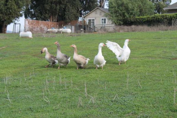 Mixed Geese