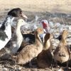 Group of Muscovy Mixed birds