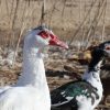Muscovy Pair