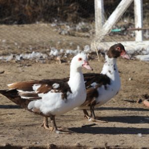 Muscovy Pair