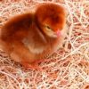 Rhode Island Red Chick