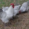 Lavender Orpington - Image 2