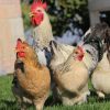 Ameraucana