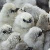 Splash Silkie Bantam - Image 4
