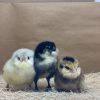 Ameraucana - Easter Egger - Image 8