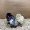 Ameraucana - Easter Egger - Image 7