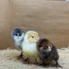 Ameraucana - Easter Egger - Image 6
