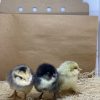 Ameraucana - Easter Egger - Image 5