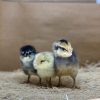 Ameraucana - Easter Egger - Image 4
