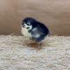 Black Australorp - Image 5