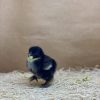 Birchen Cochin Bantam - Image 4