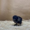 Black Silkie Bantam - Image 5
