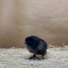 Black Silkie Bantam - Image 4