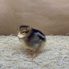 Brown Leghorn - Image 2