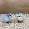 Blue Cochin Bantam - Image 3