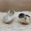 Blue Laced Red Wyandotte Bantam - Image 4