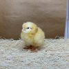 Buff Orpington - Image 3