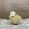 Buff Orpington - Image 2