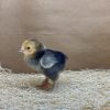 Buff Brahma Bantam - Image 3
